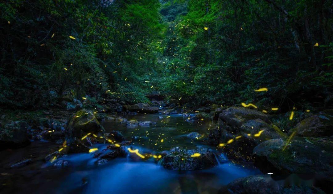 逃离水虎鱼湖
